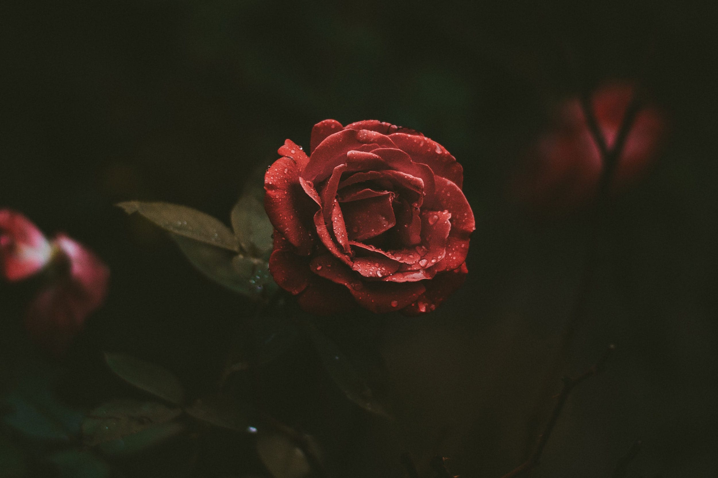 Red Rose
